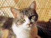 Captcha image 8956