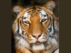 Captcha image 2517